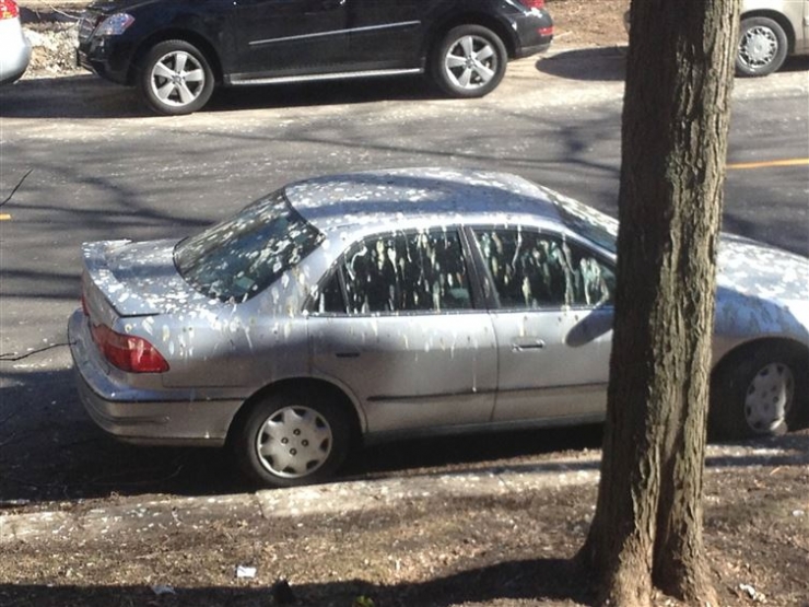 Illustration de l'article : 11 badly parked motorists who paid cash