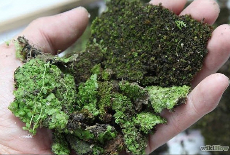 Illustration de l'article : What he makes is against the law, however it's truly amazing...