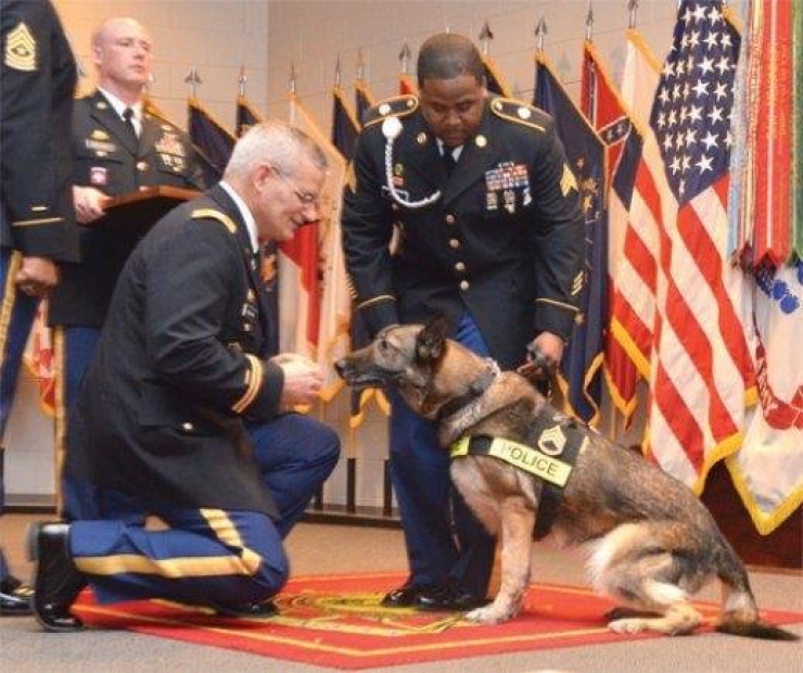 Illustration de l'article : We don't think about them as much, but here's tribute to all those dogs who are fighting to defend their countries... 31 pictures, each more touching than the last!