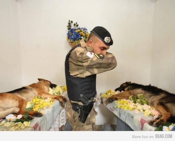 Illustration de l'article : We don't think about them as much, but here's tribute to all those dogs who are fighting to defend their countries... 31 pictures, each more touching than the last!
