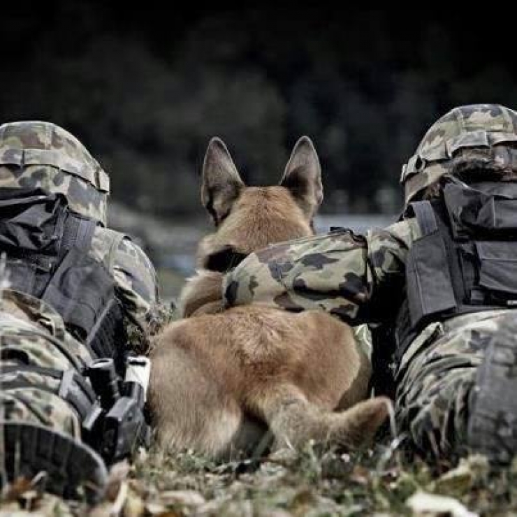 Illustration de l'article : We don't think about them as much, but here's tribute to all those dogs who are fighting to defend their countries... 31 pictures, each more touching than the last!