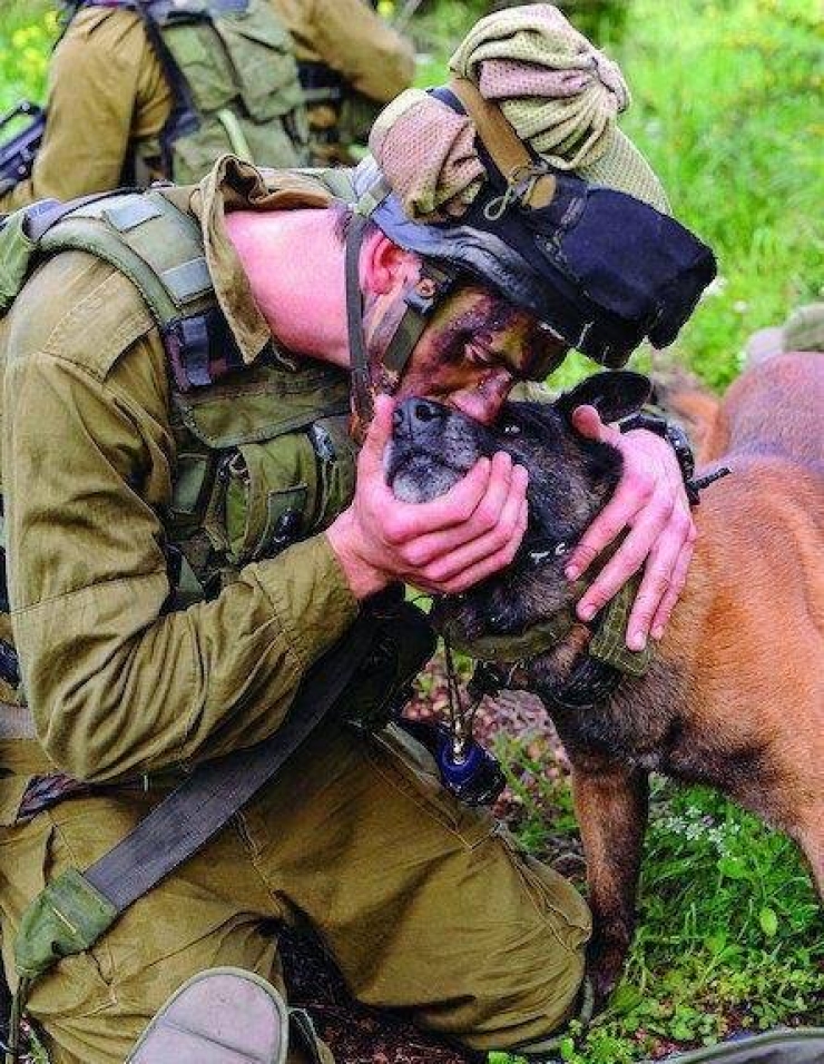 Illustration de l'article : We don't think about them as much, but here's tribute to all those dogs who are fighting to defend their countries... 31 pictures, each more touching than the last!