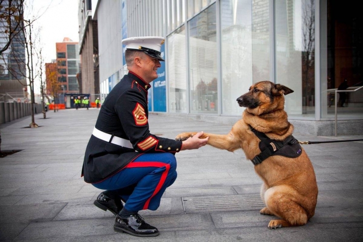 Illustration de l'article : We don't think about them as much, but here's tribute to all those dogs who are fighting to defend their countries... 31 pictures, each more touching than the last!