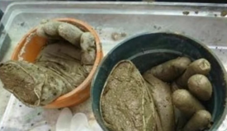 Illustration de l'article : He puts cement in plastic gloves, and two days later the result is impressive!