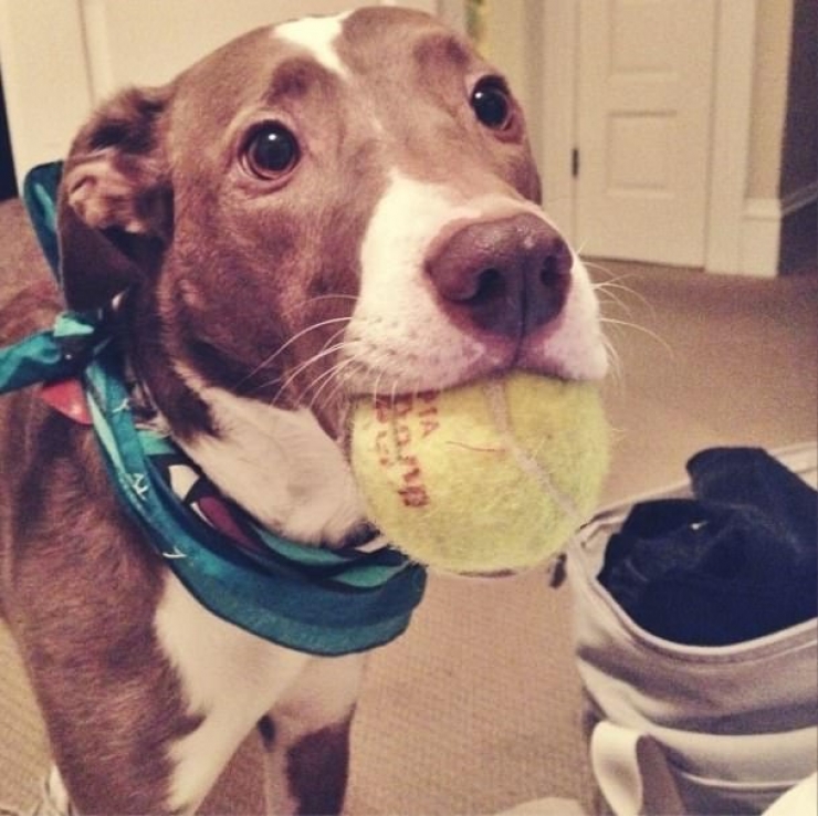 Illustration de l'article : A tribute to dogs, for all the love that they give us, in 19 photos