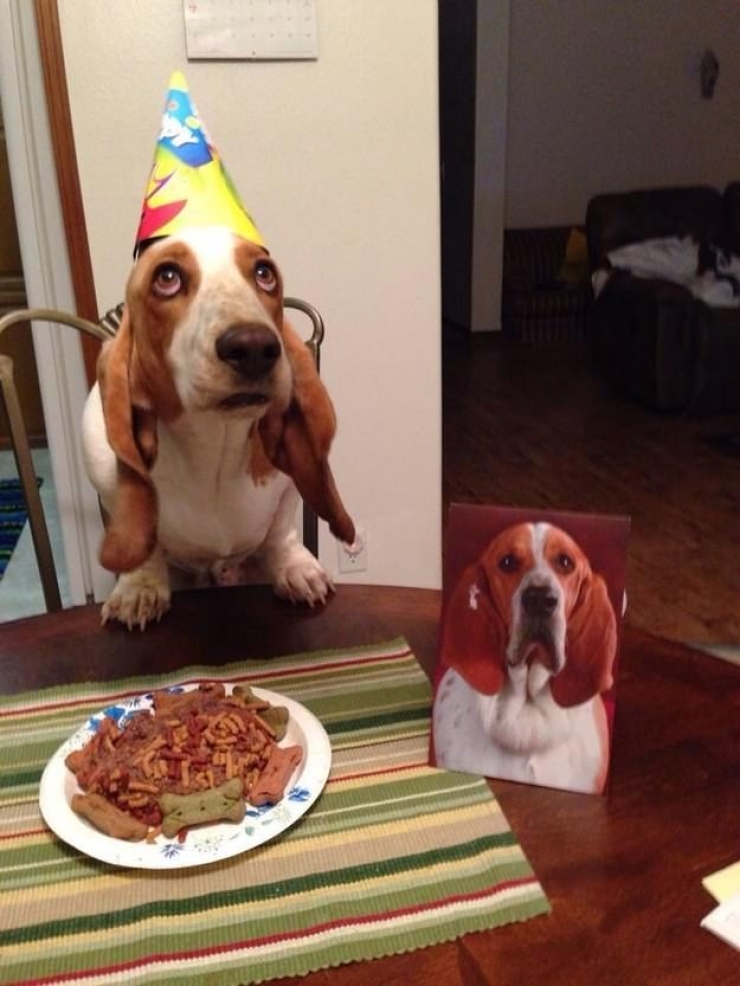 Illustration de l'article : A tribute to dogs, for all the love that they give us, in 19 photos