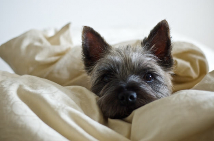 Illustration de l'article : A tribute to dogs, for all the love that they give us, in 19 photos