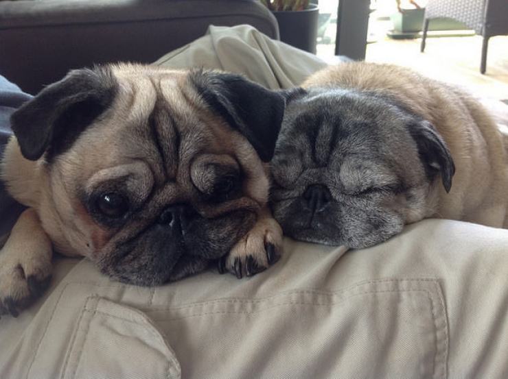 Illustration de l'article : A tribute to dogs, for all the love that they give us, in 19 photos