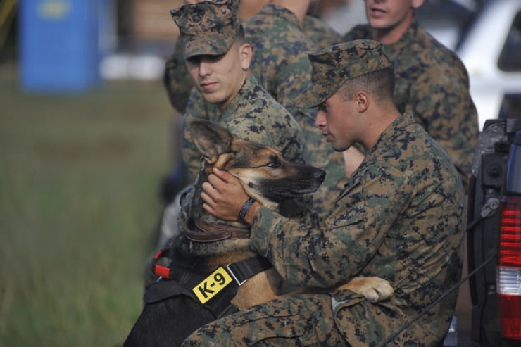 Illustration de l'article : A tribute to dogs, for all the love that they give us, in 19 photos