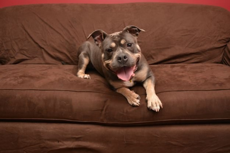 Illustration de l'article : A tribute to dogs, for all the love that they give us, in 19 photos