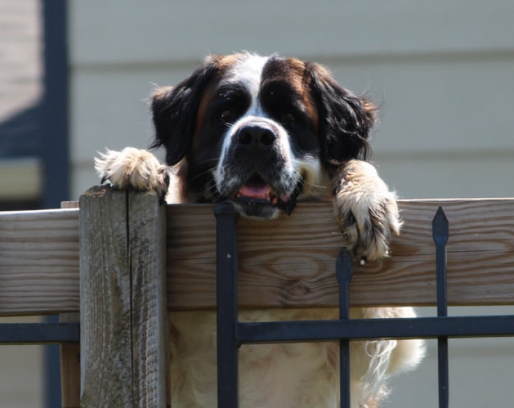 Illustration de l'article : A tribute to dogs, for all the love that they give us, in 19 photos
