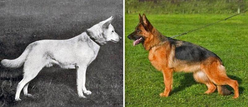 Illustration de l'article : Discover 100 years of evolution in these 12 dog breeds!