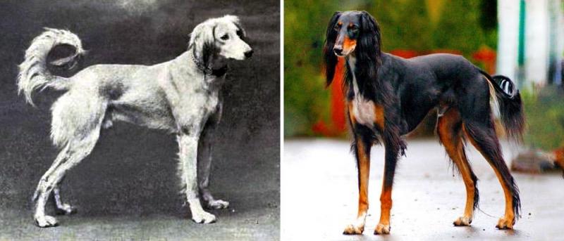 Illustration de l'article : Discover 100 years of evolution in these 12 dog breeds!