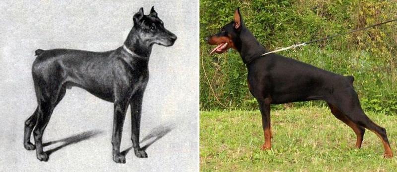Illustration de l'article : Discover 100 years of evolution in these 12 dog breeds!