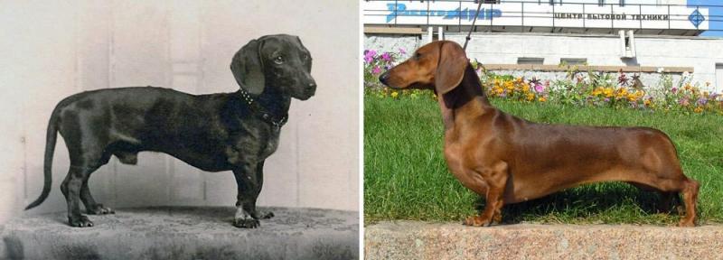 Illustration de l'article : Discover 100 years of evolution in these 12 dog breeds!