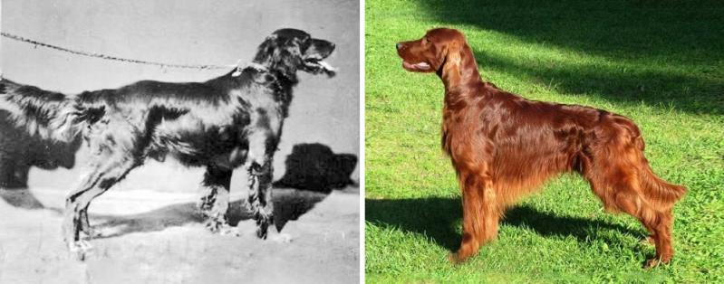 Illustration de l'article : Discover 100 years of evolution in these 12 dog breeds!