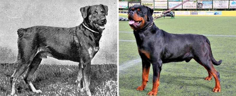 Illustration de l'article : Discover 100 years of evolution in these 12 dog breeds!
