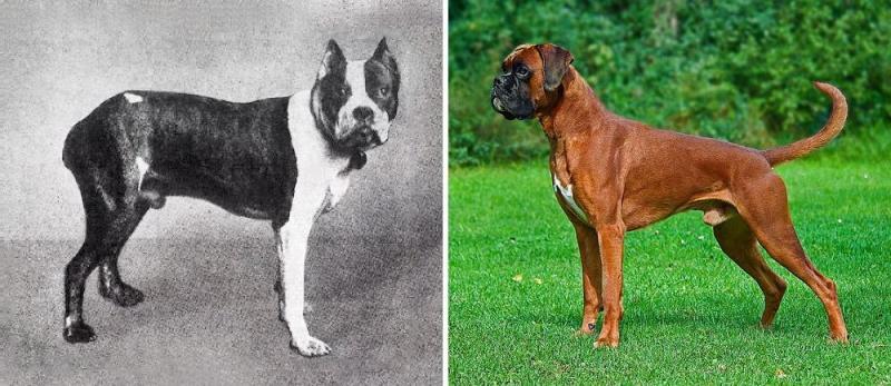 Illustration de l'article : Discover 100 years of evolution in these 12 dog breeds!