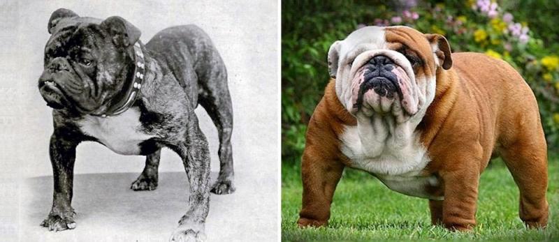 Illustration de l'article : Discover 100 years of evolution in these 12 dog breeds!