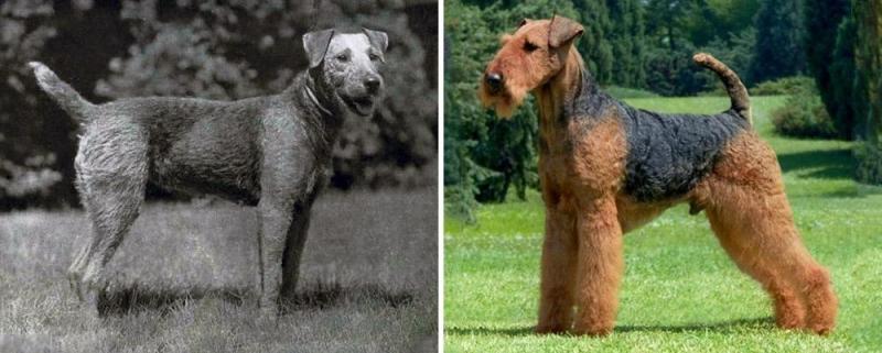 Illustration de l'article : Discover 100 years of evolution in these 12 dog breeds!