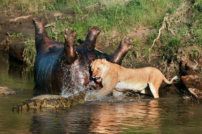 Illustration de l'article : 21 amazing photos that will move you! Which ones are the most memorable?