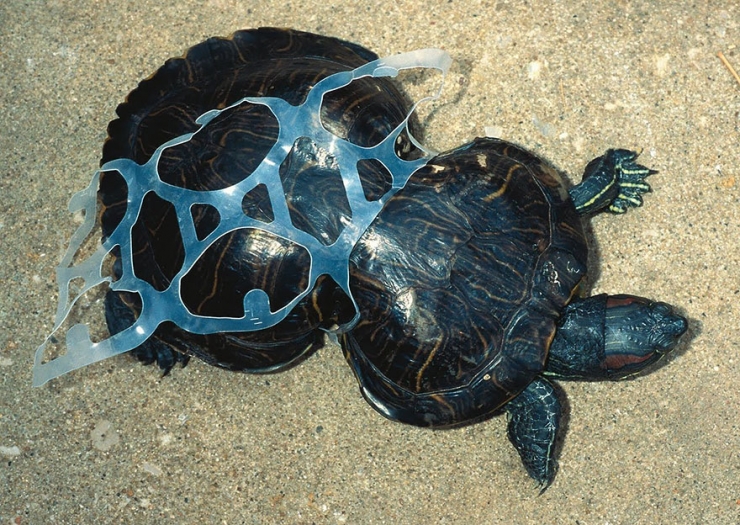 Illustration de l'article : These 22 photos should educate everyone about the environment... Things have to change!