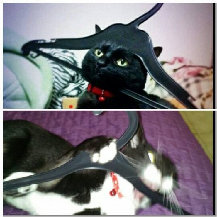 Illustration de l'article : Looks can be deceiving! The proof in 14 photos...