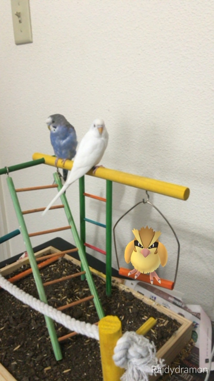 Illustration de l'article : Top 25 screenshots of Pokémon Go taken at the perfect time!