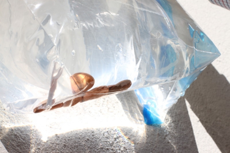 Illustration de l'article : THE SOLUTION to prevent flies from invading your home this summer!