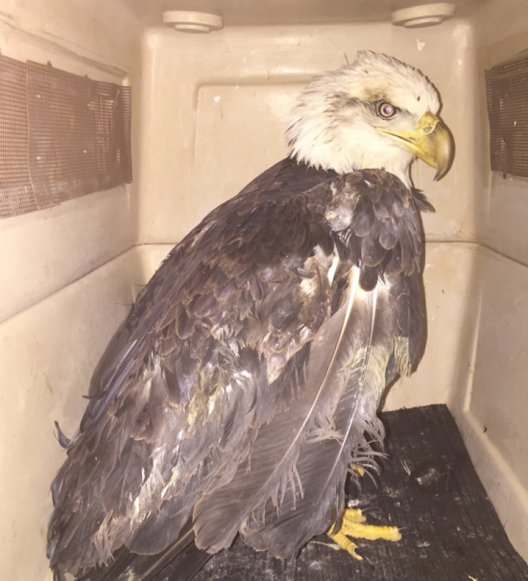 Illustration de l'article : Customs officers were puzzled when they heard noises coming from these bottles... seeing eyes inside, they quickly grabbed their scissors!