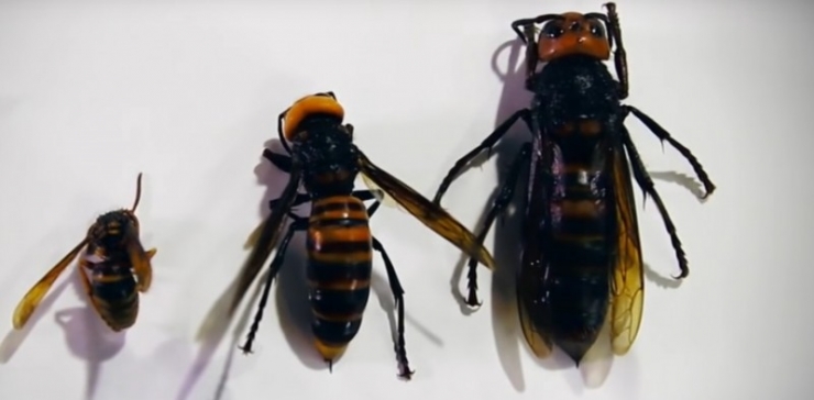 Illustration de l'article : What she smears on her bottom, we all have at home &ndash; but no one uses it!