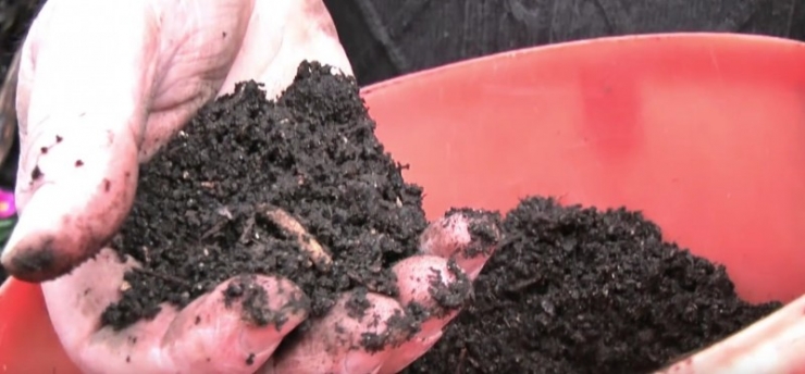 Illustration de l'article : What she smears on her bottom, we all have at home &ndash; but no one uses it!