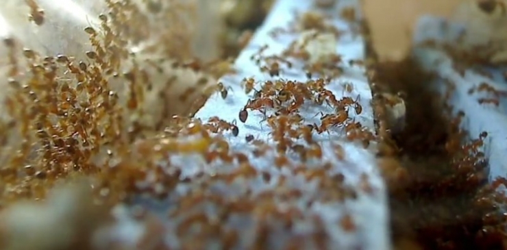 Illustration de l'article : What she smears on her bottom, we all have at home &ndash; but no one uses it!