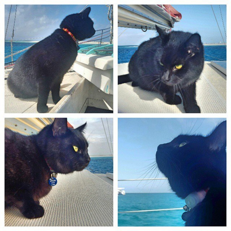 Illustration de l'article : This guy ditched EVERYTHING to travel around Australia in a van... with his cat!