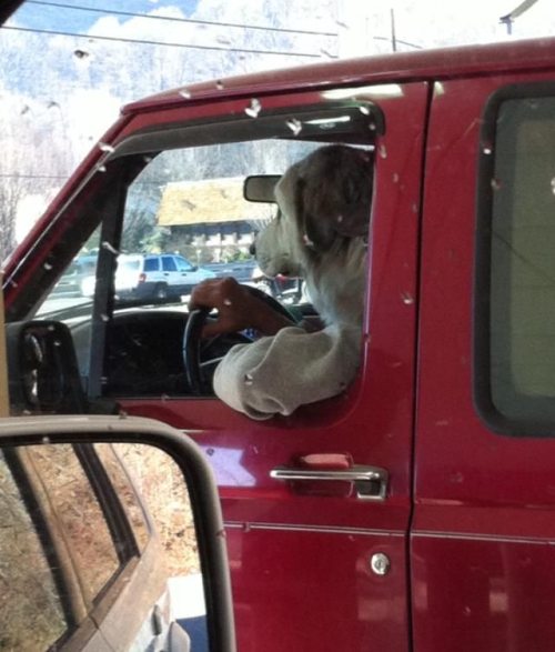 Illustration de l'article : 22 unusual photos taken at the perfect moment