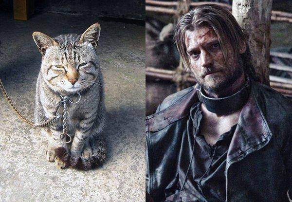 Illustration de l'article : 21 cats who are the official doubles of the “Game of Thrones” actors!