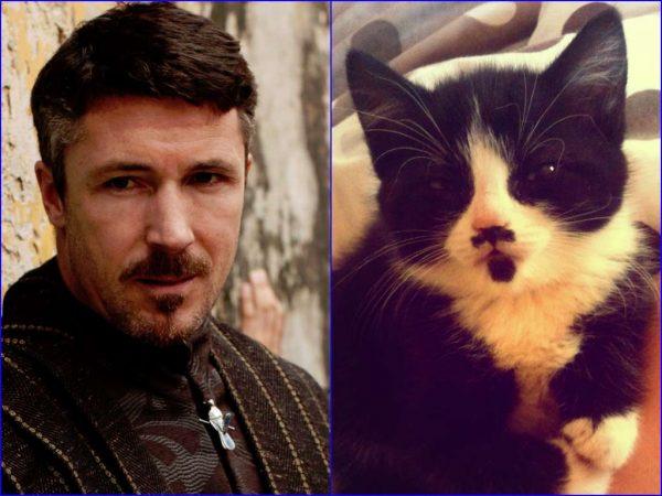 Illustration de l'article : 21 cats who are the official doubles of the “Game of Thrones” actors!