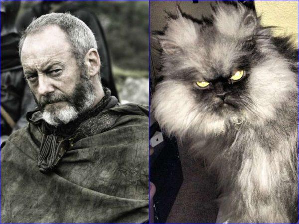 Illustration de l'article : 21 cats who are the official doubles of the “Game of Thrones” actors!