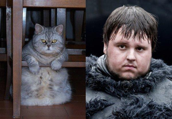 Illustration de l'article : 21 cats who are the official doubles of the “Game of Thrones” actors!