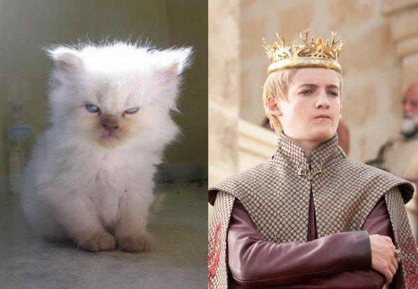 Illustration de l'article : 21 cats who are the official doubles of the “Game of Thrones” actors!
