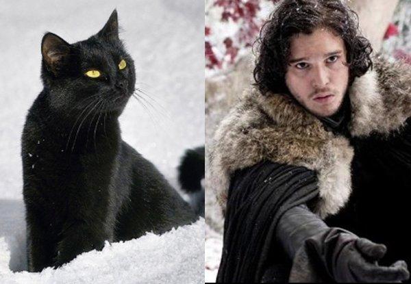 Illustration de l'article : 21 cats who are the official doubles of the “Game of Thrones” actors!