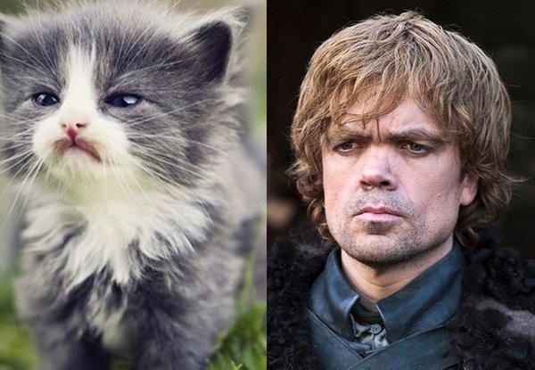 Illustration de l'article : 21 cats who are the official doubles of the “Game of Thrones” actors!
