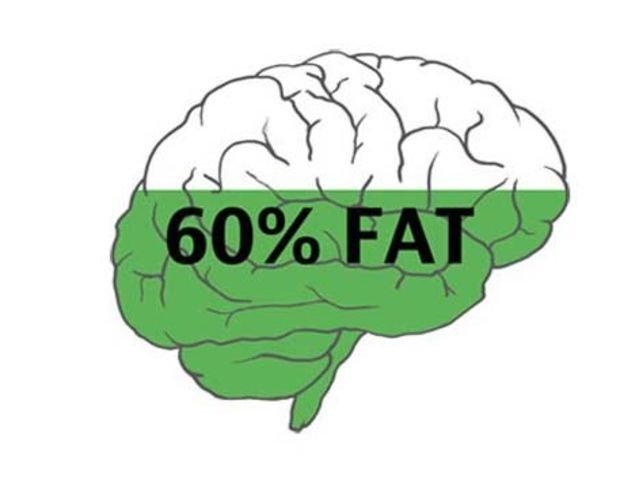 Illustration de l'article : 15 surprising facts about your brain!
