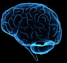 Illustration de l'article : 15 surprising facts about your brain!