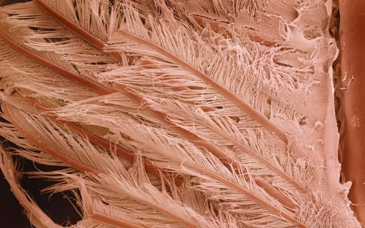 Illustration de l'article : 16 foods and beverages under the microscope!