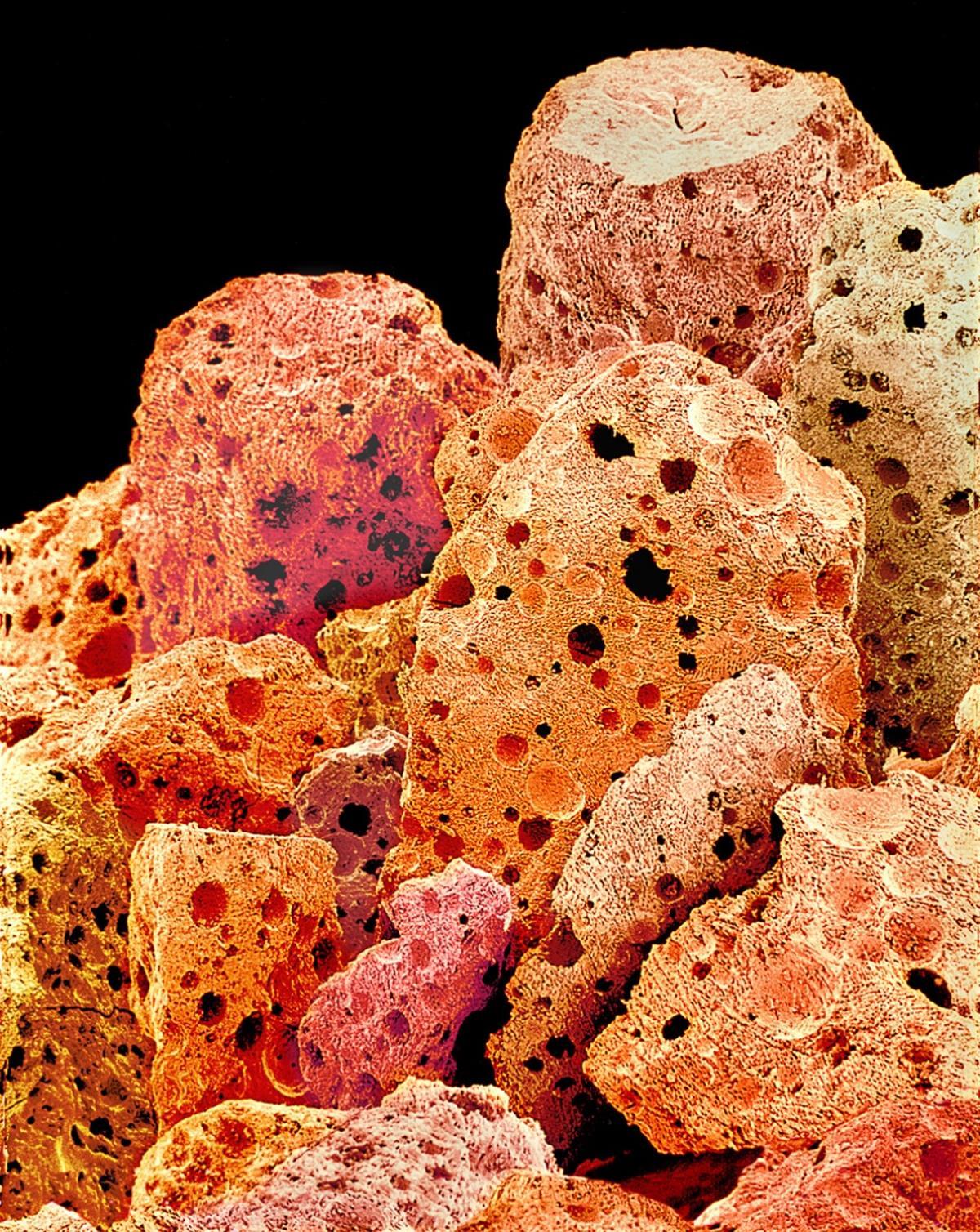 Illustration de l'article : 16 foods and beverages under the microscope!