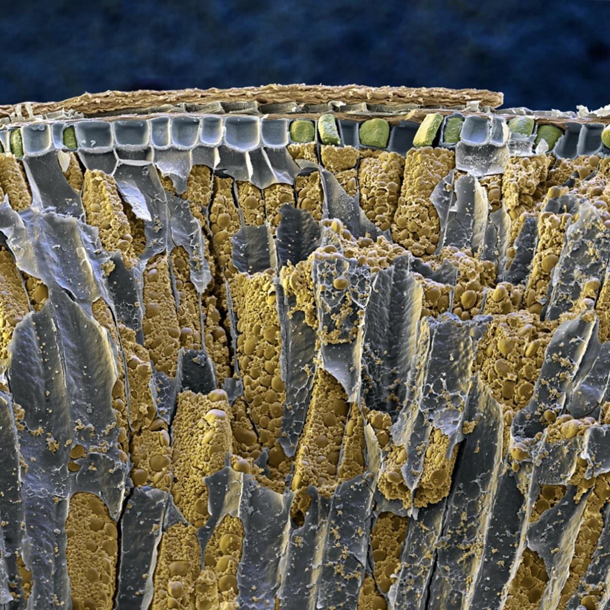 Illustration de l'article : 16 foods and beverages under the microscope!