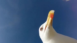 Illustration : "A seagull steals their GoPro, but offers them some splendid shots"