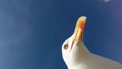 Illustration : "A seagull steals their GoPro, but offers them some splendid shots"