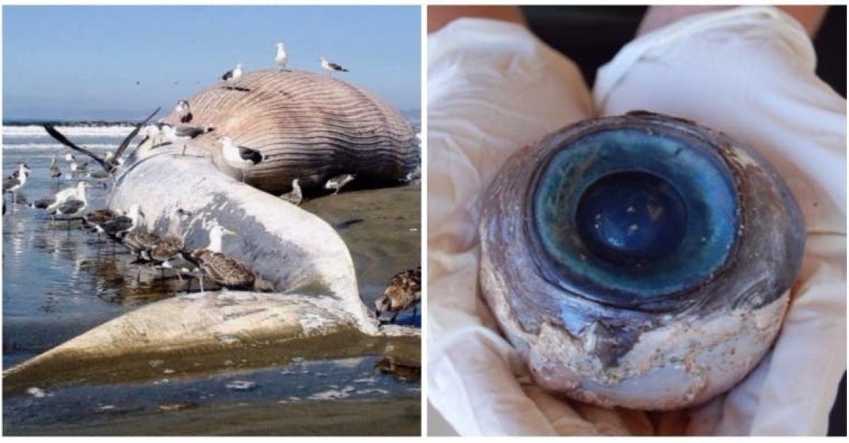 11 of the weirdest things to wash up on a beach